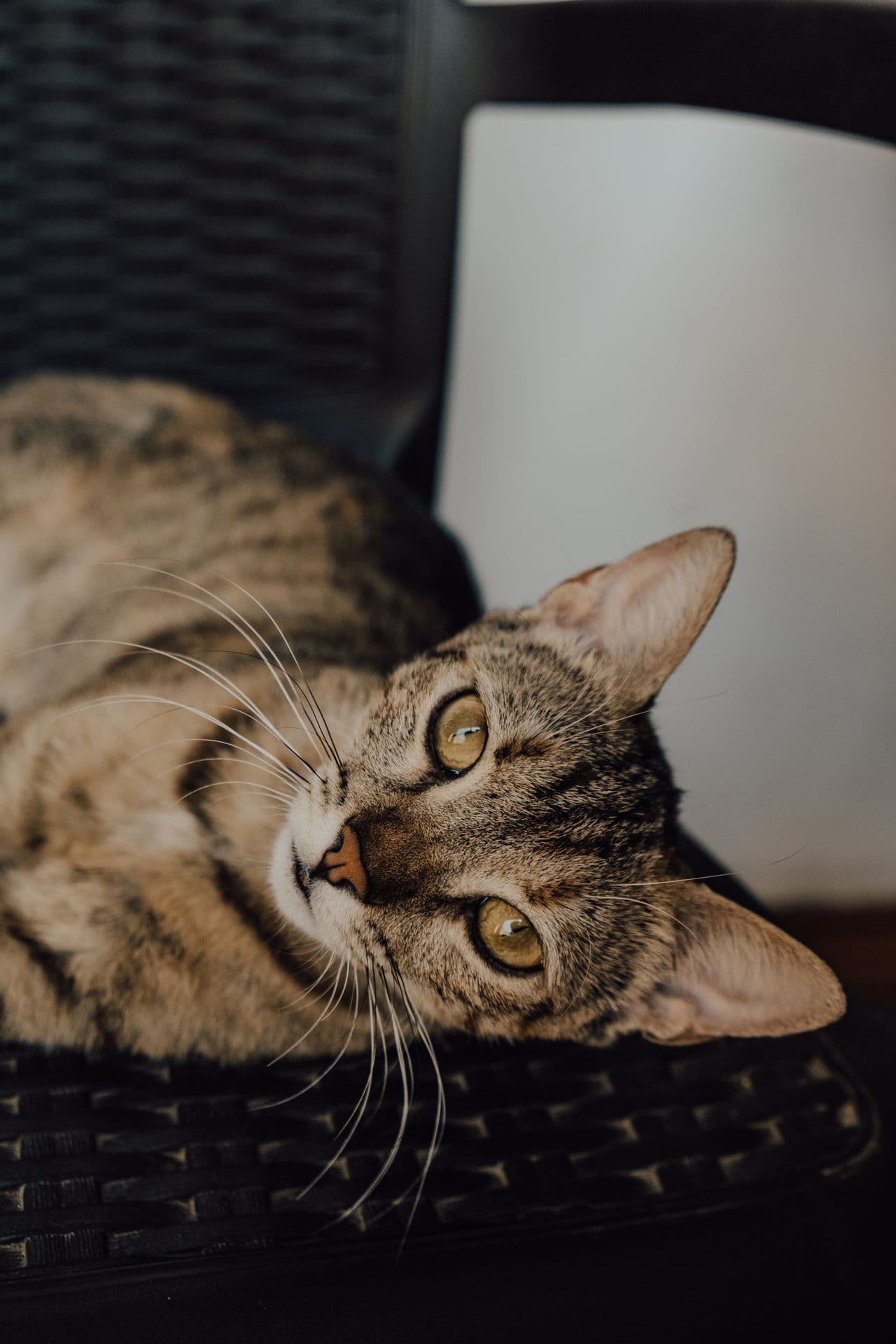 Gatta tabby distesa su un tavolo intrecciato che guarda in su