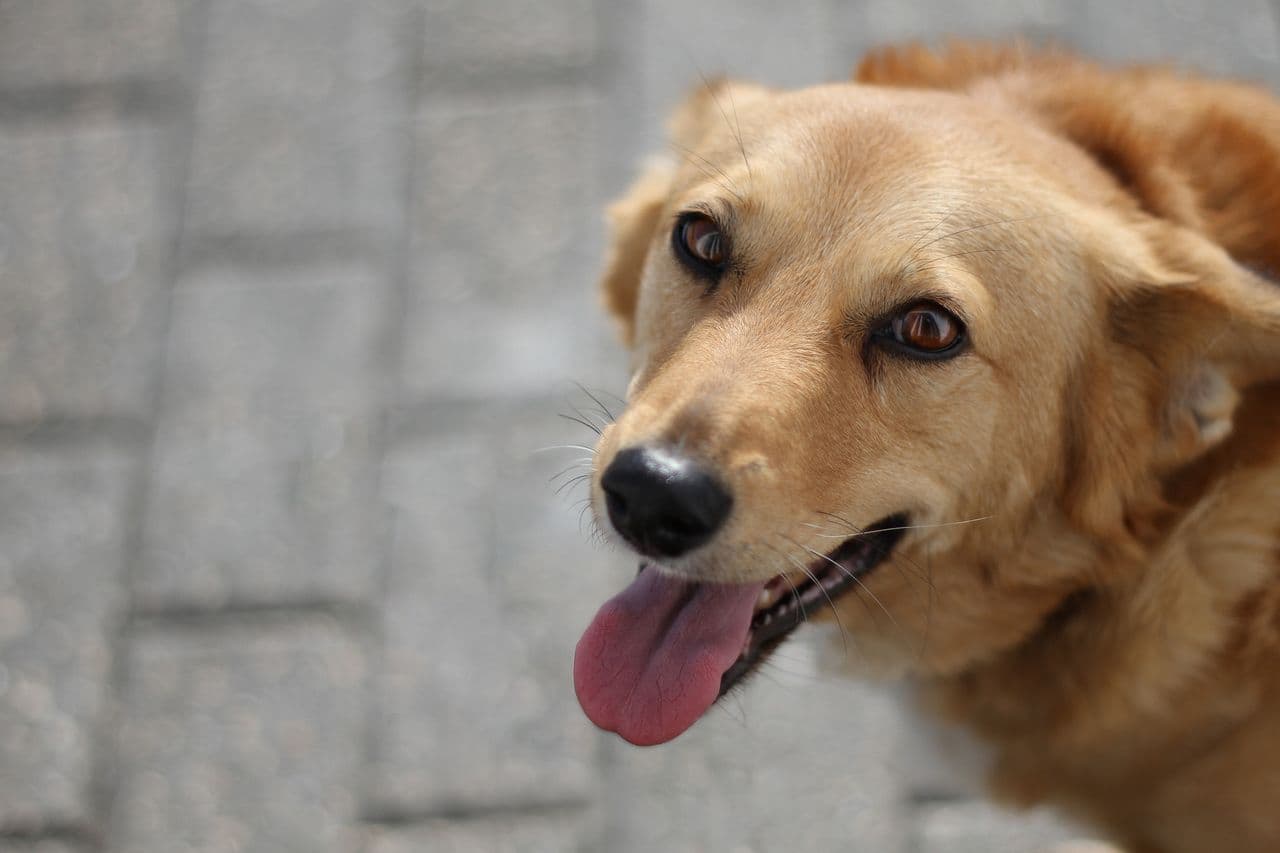 Golden retriever sorridente con la lingua fuori